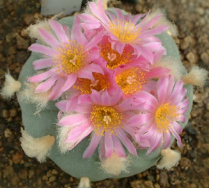 Lophophora Difffusa var. Fricii